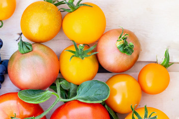 close up of mixed tomatoes in yellow, orange and green leaves isolated background.