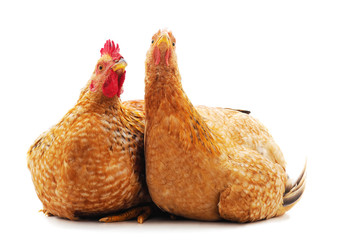 Two brown chickens.