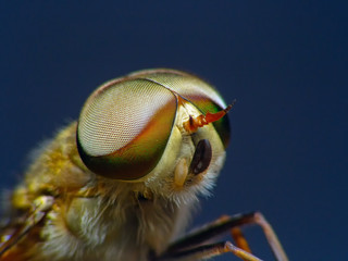 Horsefly, Tabanidae  super Macro and Extreme marco  short