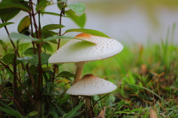 mushroom in forest