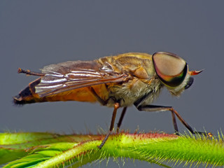 Horsefly, Tabanidae  super Macro and Extreme marco  short