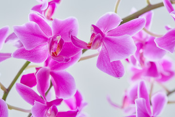 Fototapeta na wymiar Orchideenzauber