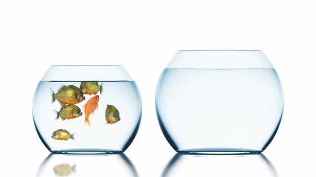 Goldfish Escapes from Piranhas, Beautiful Funny 3d Animation on a White Background with a Blurred Reflection, 4K