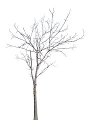 Fototapeta na wymiar winter young tree with bare branches