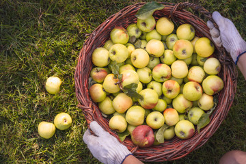 Seasonal worker's hands putting wicker basket, full of freshly picked ripe apples on the lawn at the garden. Harvest concept.