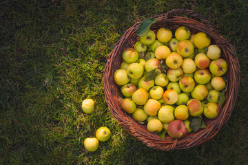 Freshly picked organic apples in big wicker basket on the grass at the garden. Harvest concept.