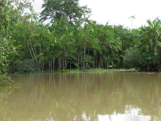Boat ride at Una river, between amazon rain forest and atlantic forest