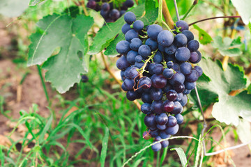 Black grape. Big bunch of fresh wine grapes. Concept of winemaking and harvesting season.