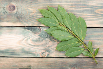 Obraz premium Sprig of laurel on a wooden background.