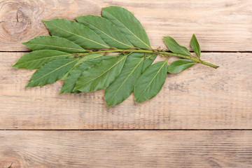 Sprig of laurel on a wooden background.
