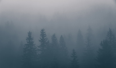 Foggy morning spruce forest at Carpathian mountains. Misty landscape with fir forest in hipster background style with copy space.