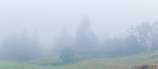 Foggy morning spruce trees on rural outskirts at Carpathian mountains. Misty panorama of fir forest.