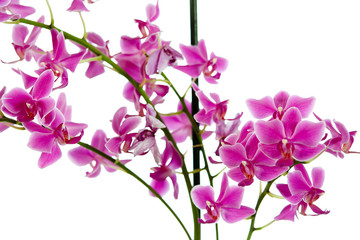 Fototapeta na wymiar Orchideenzauber