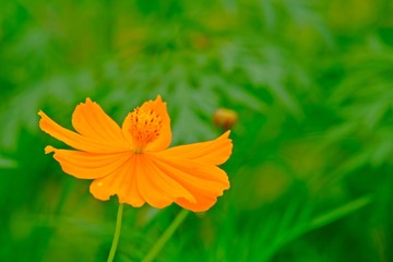 Beautiful blooming cosmos flower with blurred green leaves background.