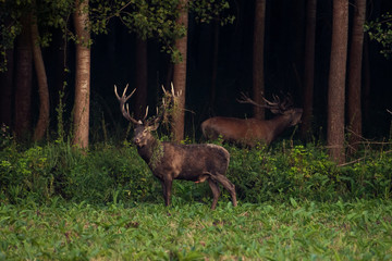 Red deer stag in autumn forest.