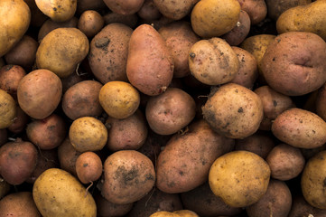 fresh organic potatoes in the field,  closeup