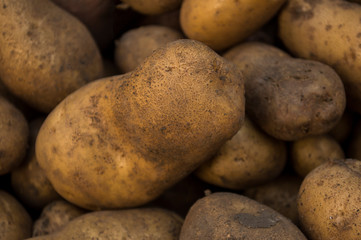 fresh organic potatoes in the field,  closeup