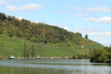 Les vignes en bordure de la Moselle