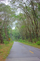 road in the forest