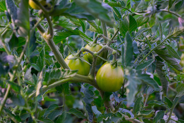 Summer garden green tomato