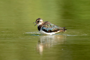 Pavoncella canta in palude