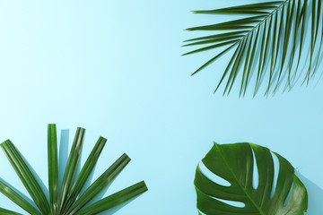 Different palm leaves on blue background, copy space
