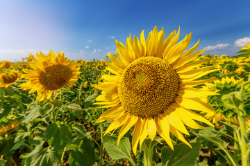 Sunflower flower close-up / evening photo nature at dusk field of ukraine