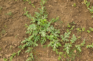 Summer garden watermelon