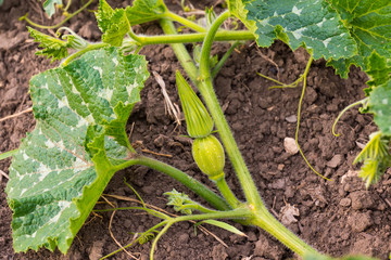 Summer garden pumpkin