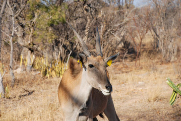 Common Eland (Taurotragus oryx) in South Africa
