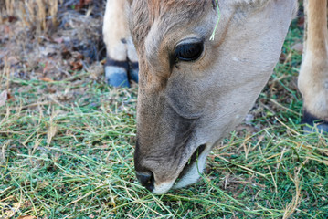 Common Eland (Taurotragus oryx) in South Africa
