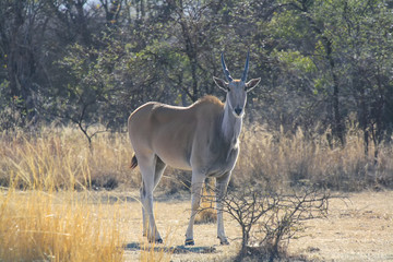 Common Eland (Taurotragus oryx) in South Africa