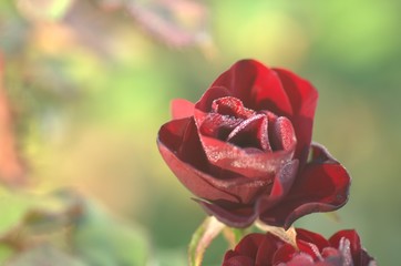 Blooming flower red roses covered with morning dew