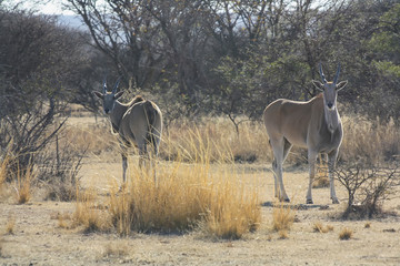 Common Eland (Taurotragus oryx) in South Africa