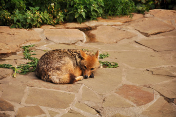 Jackal ordinary in the zoo. Animals, mammals, predator