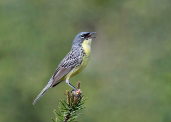 Kirtland Warbler (setophaga kirtlandii) on breeding Territory in Northern Michigan.  