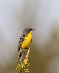 Kirtland's Warbler