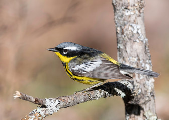 Magnolia Warbler, on territory during migration in Upper Peninsula In Northern Michigan 