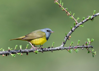 Obraz premium Mourning Warbler (geothlypis philadelphia), on breeding territory in Northern Michigan