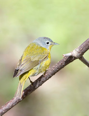 Nashville Warbler, on territory during migration in Upper Peninsula, Northern Michigan