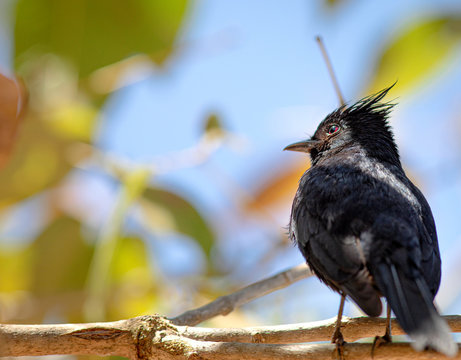 Maria preta de penacho - Knipolegus lophotes