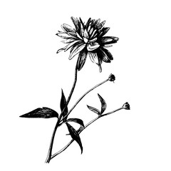 Vector graphic drawing: Flowers drawn with ink pen.