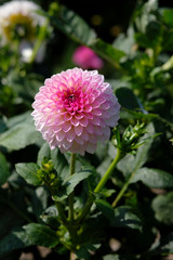 Fototapeta premium weiß-rosa Dahlie - Blüte