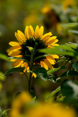 Sonnenblume - Blüte von Hinten