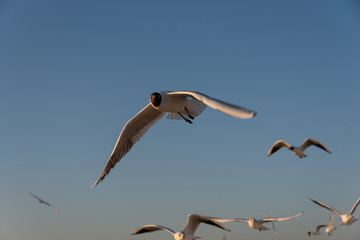 seagulls flying in the Mediterranean sea with background of sky and clouds