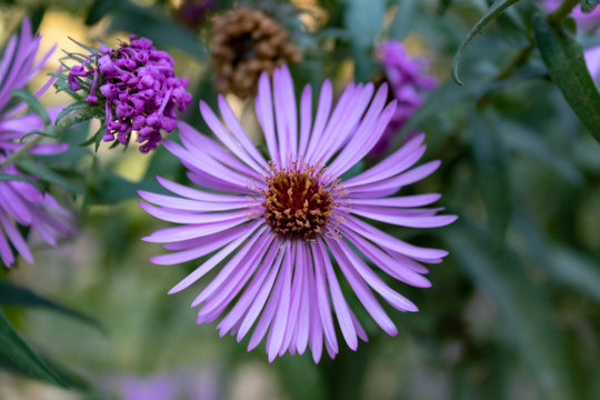Purple aster flower with green background, selective focus and close up
