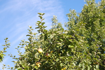 Fototapeta na wymiar the top of the apple tree against the blue sky