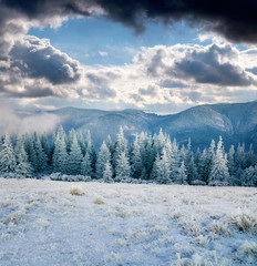 Dramatic winter scene of Carpathian mountains with snow covered fir trees. Beautiful outdoor scene, Happy New Year celebration concept. Artistic style post processed photo.