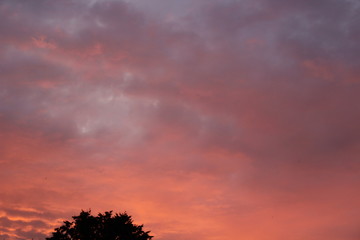 Beautiful pink sunset in summer city clouds trees