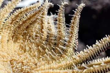 Specimen of Heliaster Helianthus, a multi-armed starfish. Detail of the underside and the podia (tube feet).